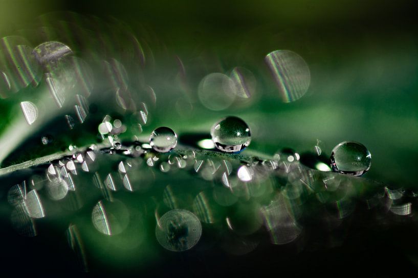 Drops by Frans Scherpenisse