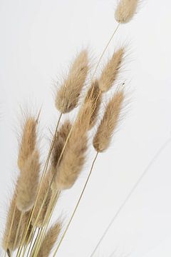 Dried Lagarus droogbloemen