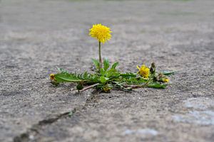 enkele paardenbloem breekt zich een weg door het beton, concept kracht van de natuur, kopieer ruimte
