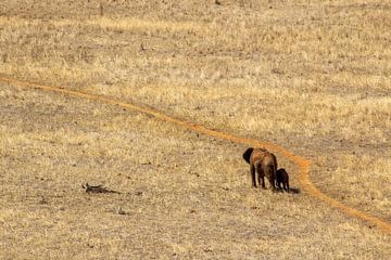 De reis van de olifant van Brenda bonte