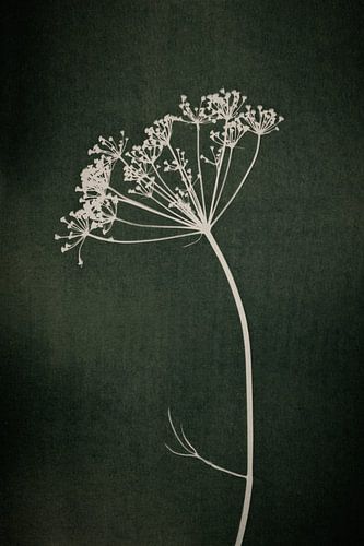 Botanische print van een schermbloem op donker groen