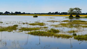 River IJssel outside its banks by Greta Lipman