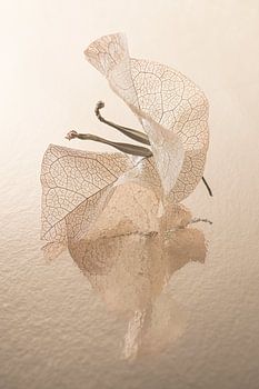 Couleurs chaudes : Feuilles de bougainvilliers avec graines