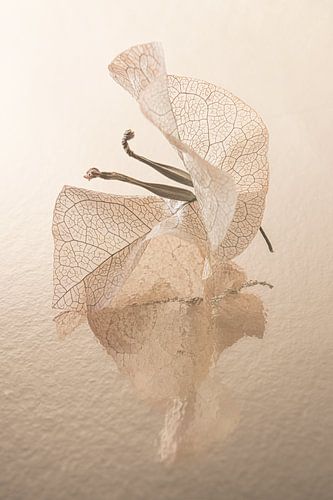 Warme kleuren: Blaadjes met zaden van de Bougainvillea