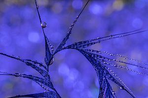 drops on a feather