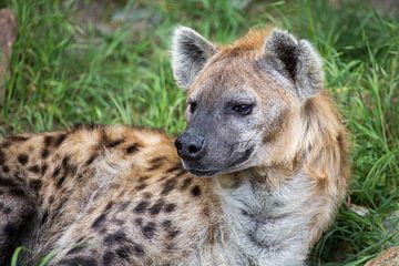 Kop van hyena
