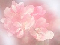 Pink dreams