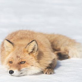 Vos rustend op de sneeuw van Sven Scraeyen