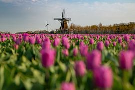 Holländisches Bild von Roelinda Tip