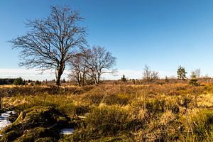 Arbre dans les Hautes Fagnes