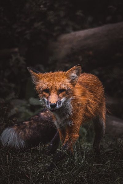 Red fox in the dense undergrowth of a German forest by Stefan Wanning