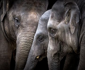 Elephants by Karel Ton