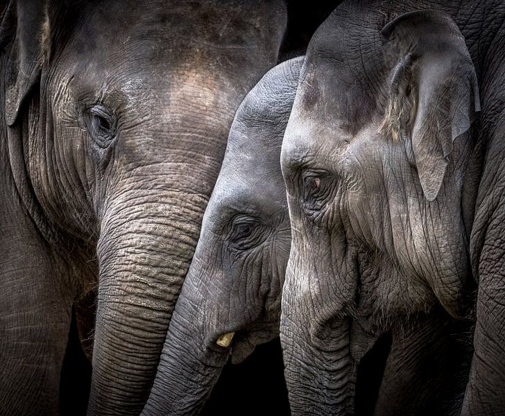 Elefanten von Karel Ton