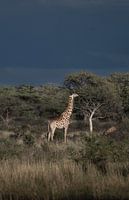 Giraffe with threatening sky in background
