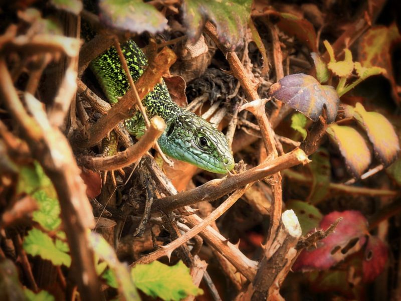 Lizard in green by Maickel Dedeken