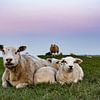 Moutons dans l'Eemspolder  sur Ton de Koning