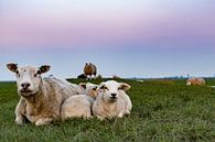 Moutons dans l'Eemspolder  par Ton de Koning Aperçu