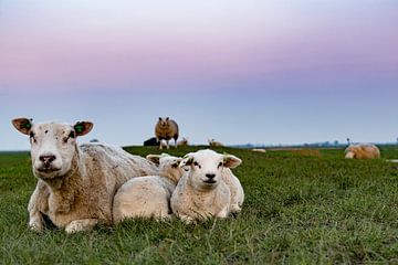 Schafe im Eemspolder von Ton de Koning