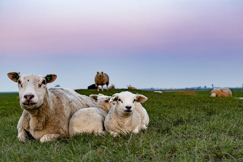 Moutons dans l'Eemspolder  par Ton de Koning