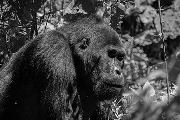 Silverback Gorilla, Oeganda, Zwart Wit van Oscar Kroon