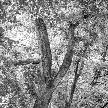 Een boomstam en bladerdek in zwart wit van Harrie Muis
