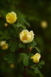 yellow roses by Steffi Hommel