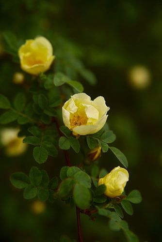 gelbe Rosen
