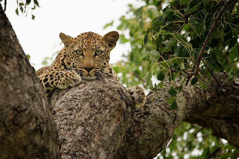 Leopard in stare off by Frits Schulte