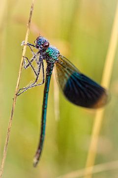Dragonfly by Rob Boon
