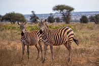 Zebras in Kenia von Andy Troy Miniaturansicht