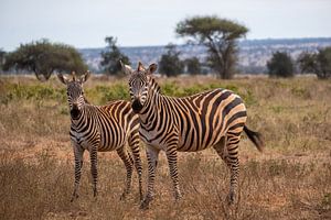 Zebra's in Kenia van Andy Troy