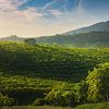 Weinberge von Prosecco bei Sonnenuntergang. Valdobbiadene, Italien von Stefano Orazzini