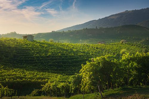Wijngaarden van Prosecco bij zonsondergang. Valdobbiadene, Italië