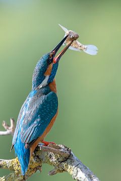 Kingfisher shows off its prey by Kingfisher.photo - Corné van Oosterhout