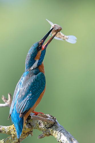 IJsvogel showt zijn prooi