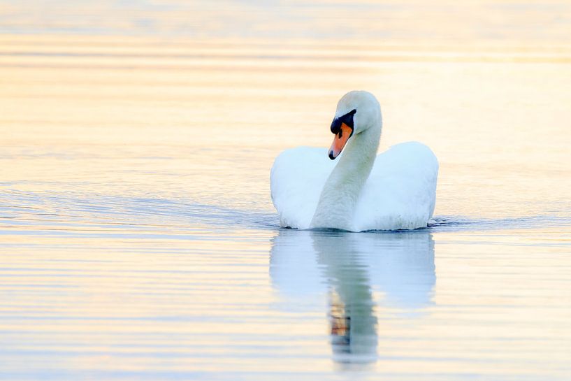 Schwan bei Sonnenuntergang von Dennis van de Water