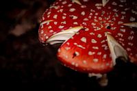 Grand champignon rouge à pois blancs