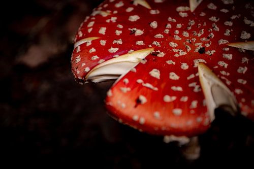 Grote paddenstoel rood met witte stippen