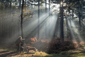 Hundewandern in Breda Liesbos von Egon Zitter