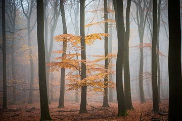Forêt d'automne brumeuse sur Peter Haastrecht, van