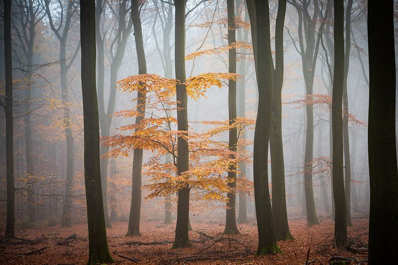 Nebliger Herbstwald von Peter Haastrecht, van