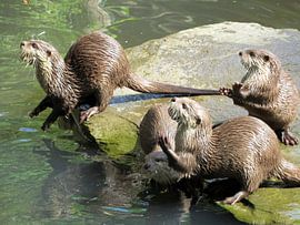 Bedelen by richard de bruyn