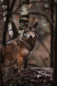 The European Wolf by Design Wall Arts