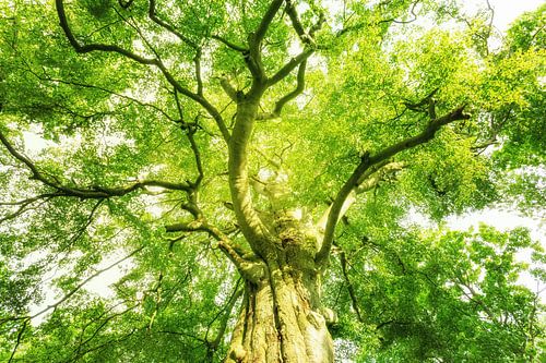 Gigantische Baumkrone