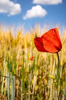 Le pavot dans un champ de céréales
