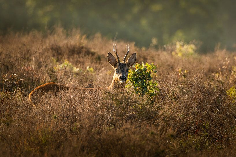 Roe deer von Stijn Smits