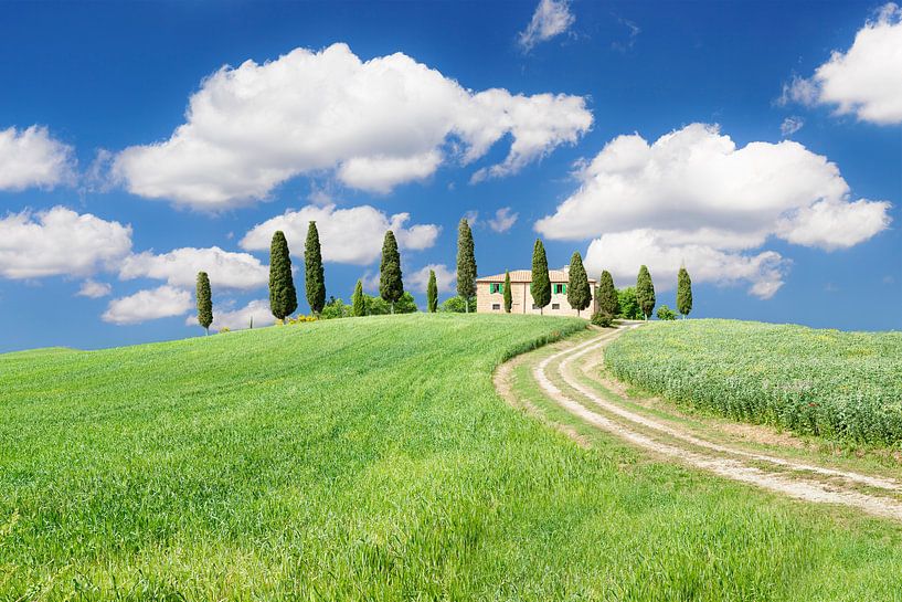 Farmhouse with cypresses, Val d'Orcia, Tuscany, Italy by Markus Lange