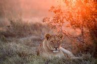 Sunset Lioness, Alessandro Catta by 1x thumbnail