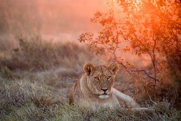 Sunset Lioness, Alessandro Catta by 1x