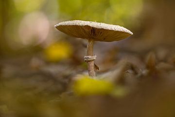 ein Parasol Pilz steht auf dem Waldboden eines Laubwaldes im Herbst von Mario Plechaty Photography